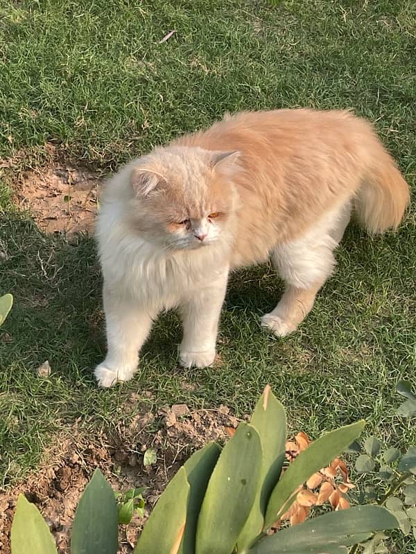 Pair of Persian Cats (Triple Coat) 4