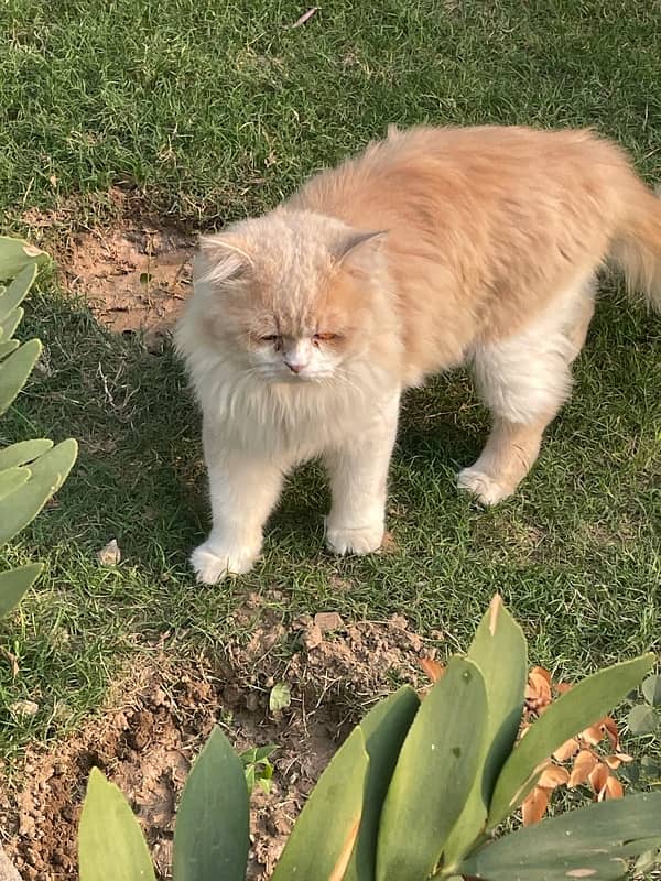 Pair of Persian Cats (Triple Coat) 5