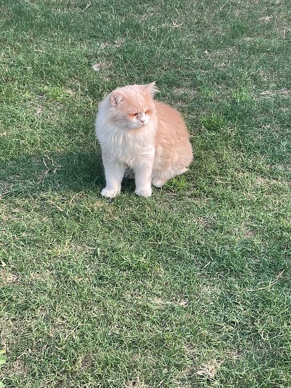 Pair of Persian Cats (Triple Coat) 6