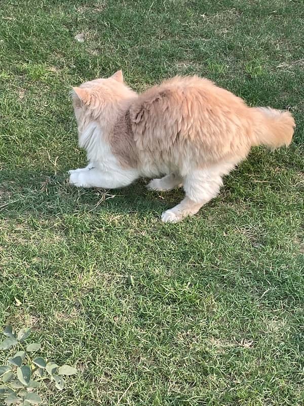 Pair of Persian Cats (Triple Coat) 7