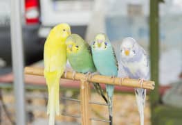 Budgie Parrots - Australian Birds - Healthy Breeder Pair eggs