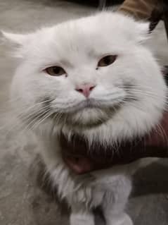 White male persian cat with very good health