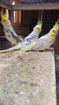 Breeder cocktail pair