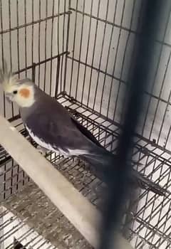 Breeder Pair Cockatiels