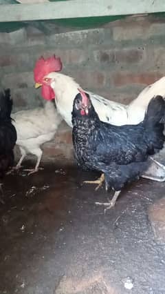 Desi Egg laying pair