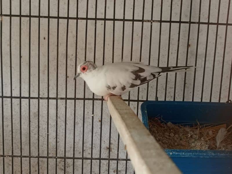 diamond pied split red pairs available 2