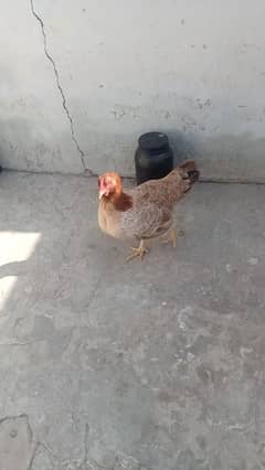 hen