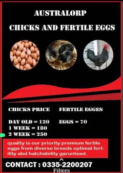 Australorp Chicks & Egg available for sale