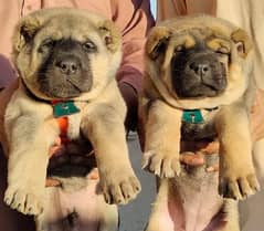 kurdish Kangal dog |  kurdish kangal puppies |kangal puppy