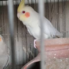 Cocktail Cockatiel Cream