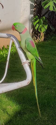 Two male pure jumbo sized Kashmiri parrots