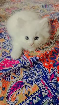 Persian kittens