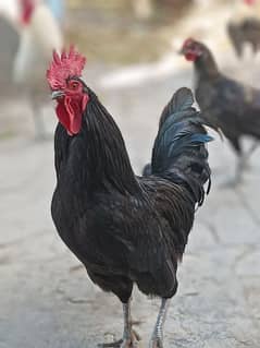 Australorp