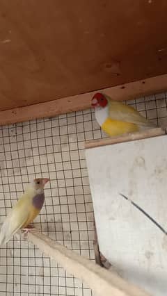 Yellow goldion Snow White pair for sell in lahor