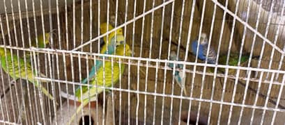 12 Australian Parrots With Iron Cage