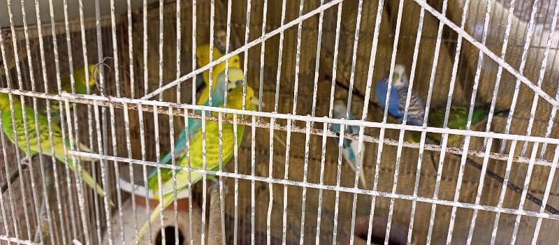 10 Australian Parrots With Iron Cage 0