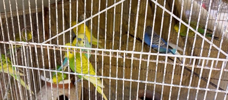 10 Australian Parrots With Iron Cage 1