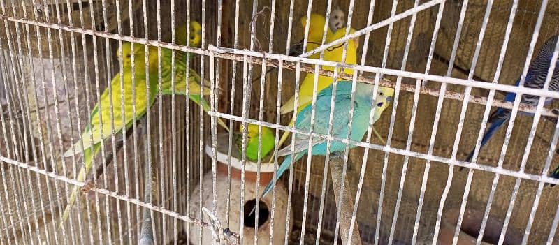 10 Australian Parrots With Iron Cage 2