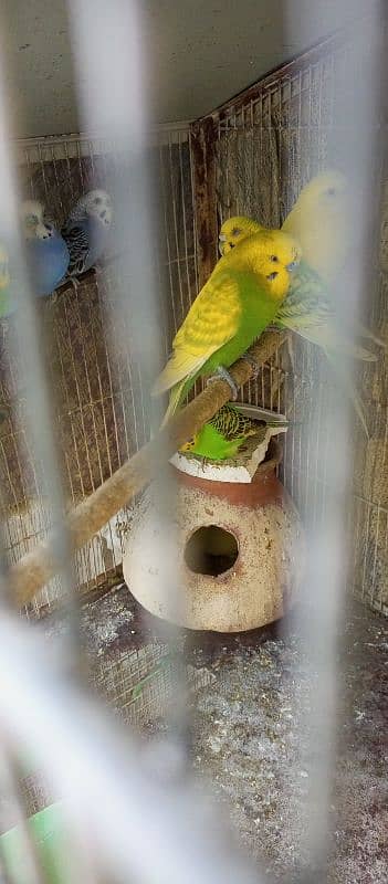 10 Australian Parrots With Iron Cage 3