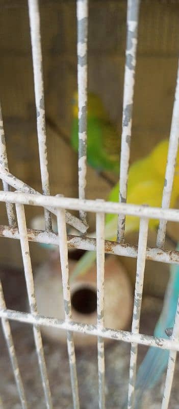 10 Australian Parrots With Iron Cage 4