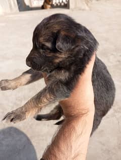 pure German shepherd puppies available for sale