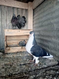 Healthy and Active breeder pair with two chicks