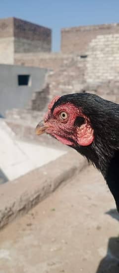 Aseel muski hen with lasnai cross for sale