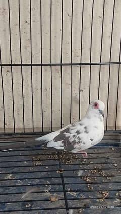 diamond,red ,blue pied dove