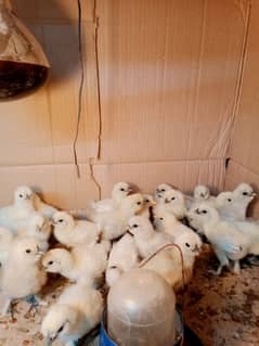 white silkie chicks