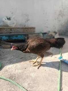 assel hen for sale ready for eggs