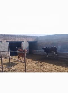 Cross Breed Fresian Heifers