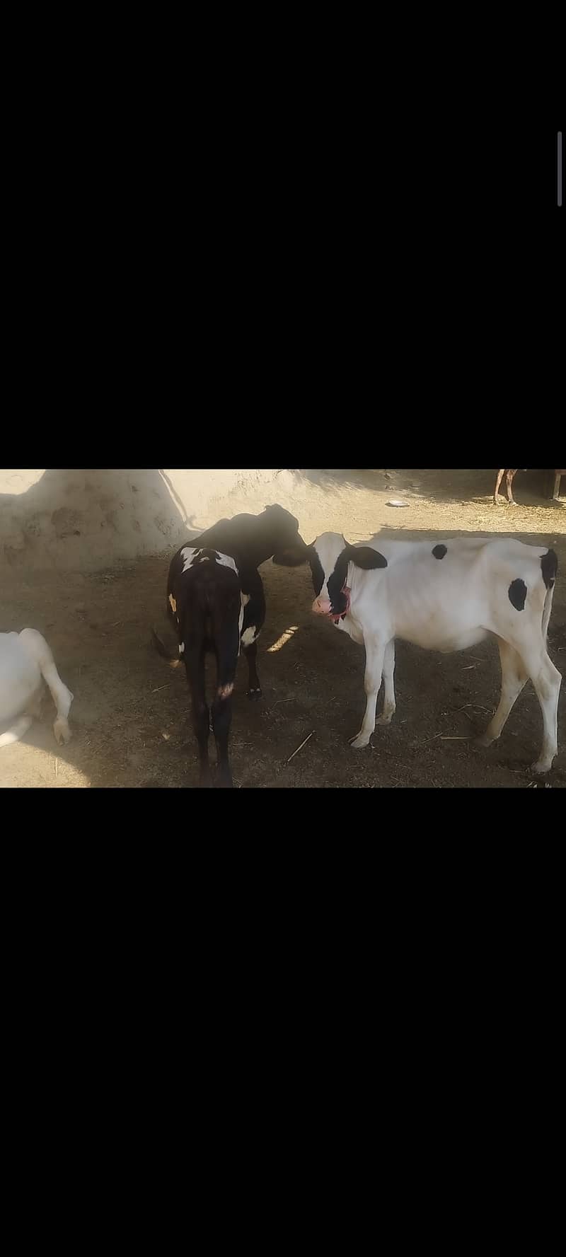 Cross Breed Fresian Heifers 4