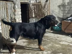 top quality Rottweiler female / rottweiler dog