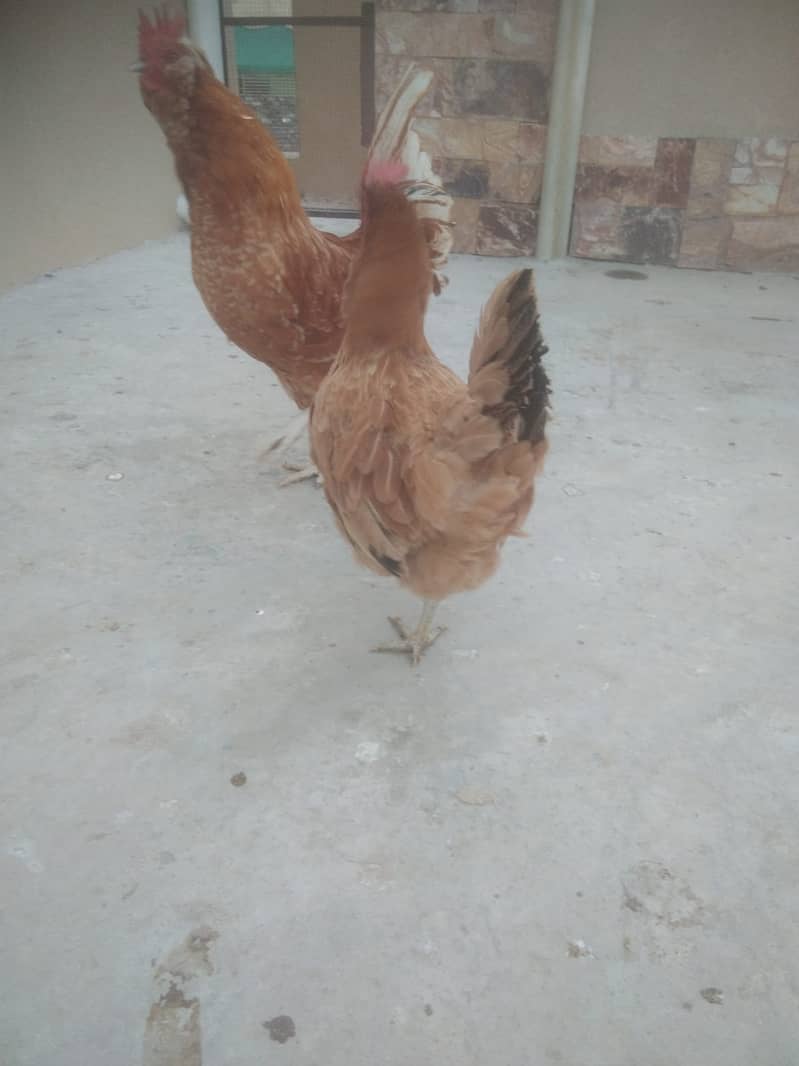 Golden Hen , White Frill Back Pigeon & Rainbow Bajri. 9