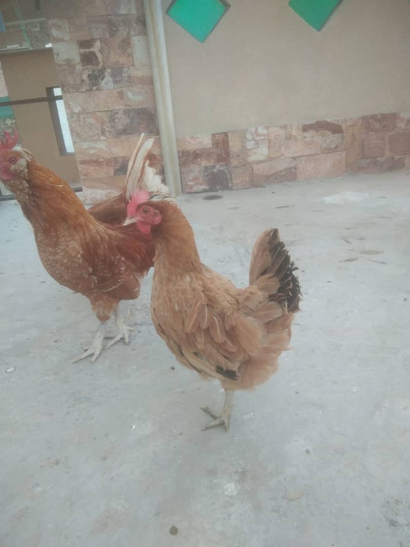 Golden Hen , White Frill Back Pigeon & Rainbow Bajri. 1