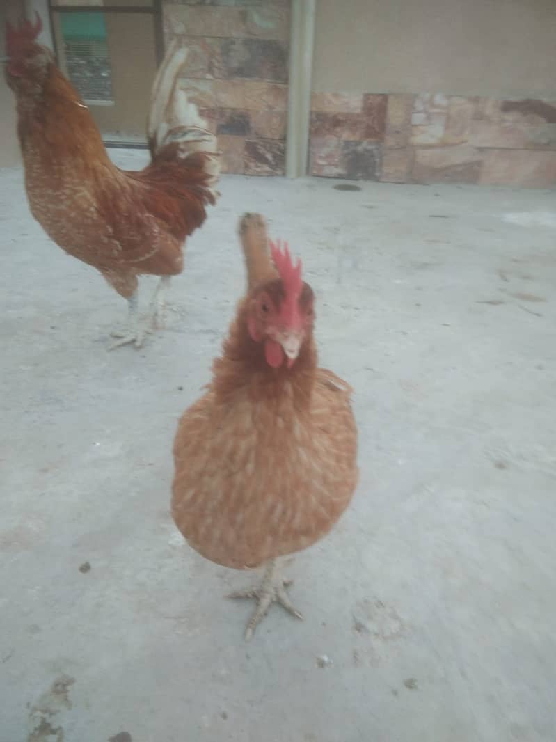 Golden Hen , White Frill Back Pigeon & Rainbow Bajri. 2