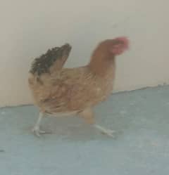 Golden Hen , White Frill Back Pigeon & Rainbow Bajri.