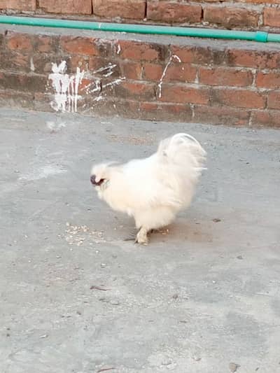 male Silke hen ha all ok urgent sale Karni ha