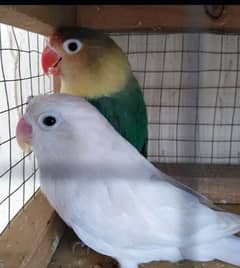 lovebirds love birds Albino Parblue Opline cremino decino