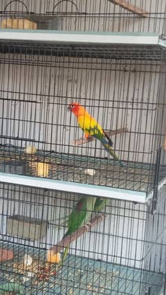 sunconure DNA breeder male