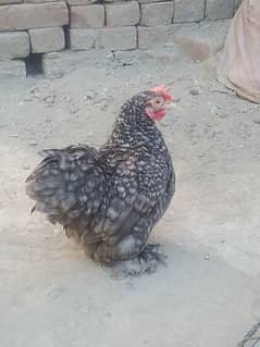 molted bantam good size