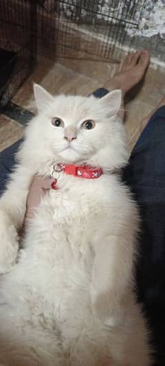 Persian cat for sale