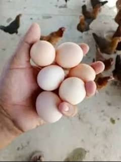 dasi eggs