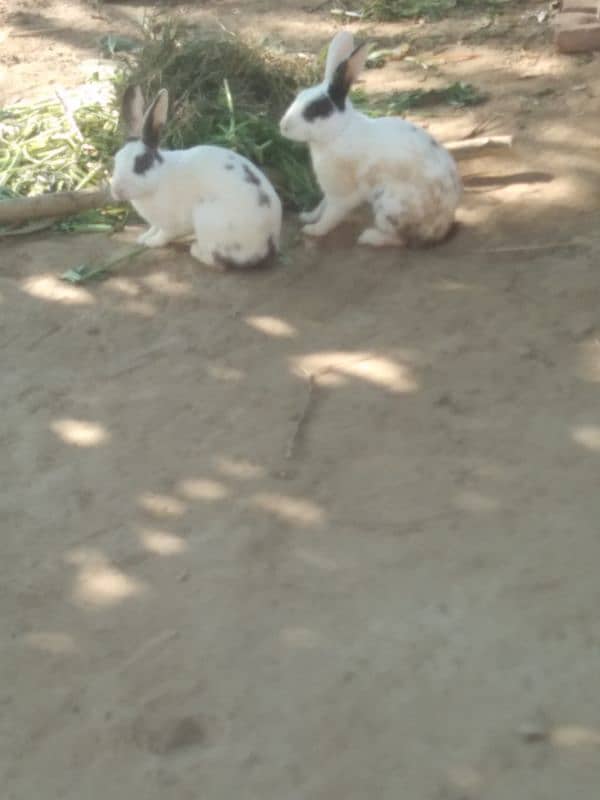 Beautiful Rabbits Male and Female 0