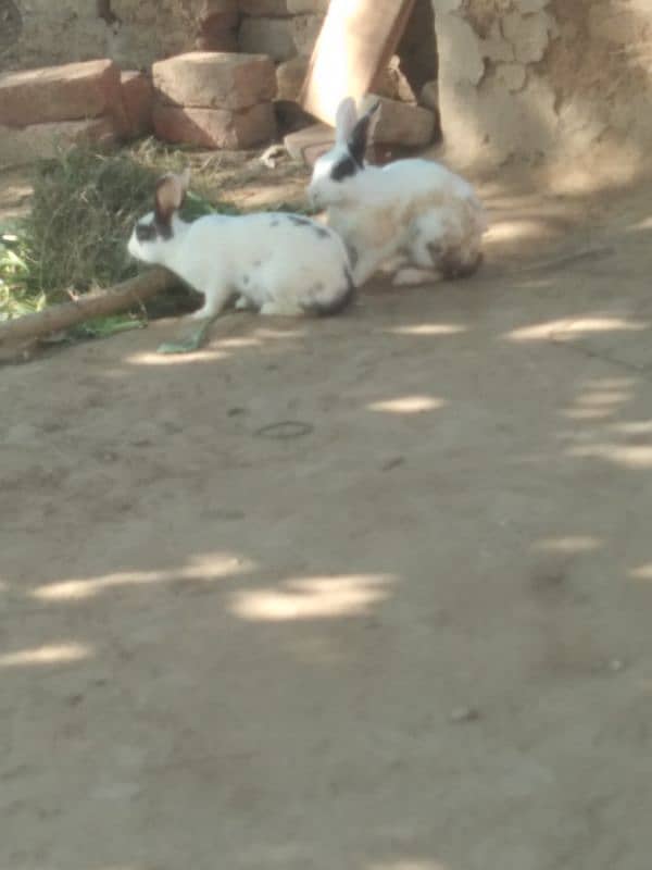 Beautiful Rabbits Male and Female 1