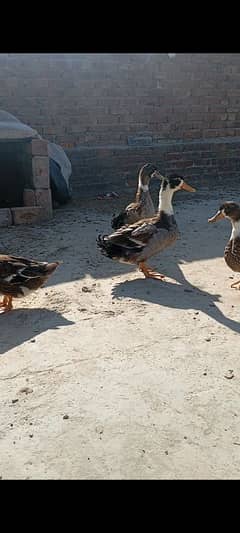 Desi ducks are available / Breeder rabbit