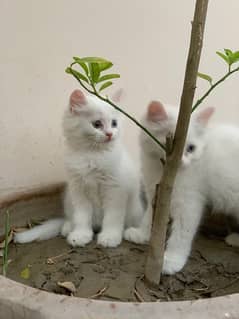 Persian cate pair 12000  (one1 ) pice 7000