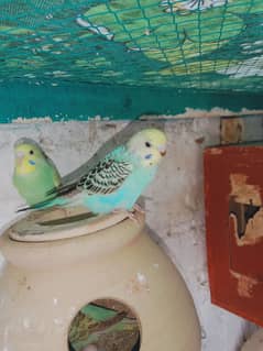 Australian budgies pathy