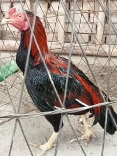 asil mianwali high quality breed