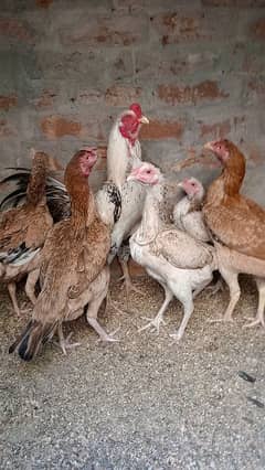 aseel setup 5 hen 1 murga kamaliya breed